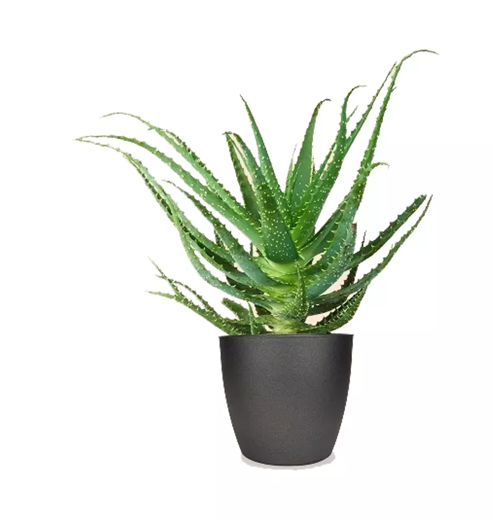 Plant Named Aloe Arborescent