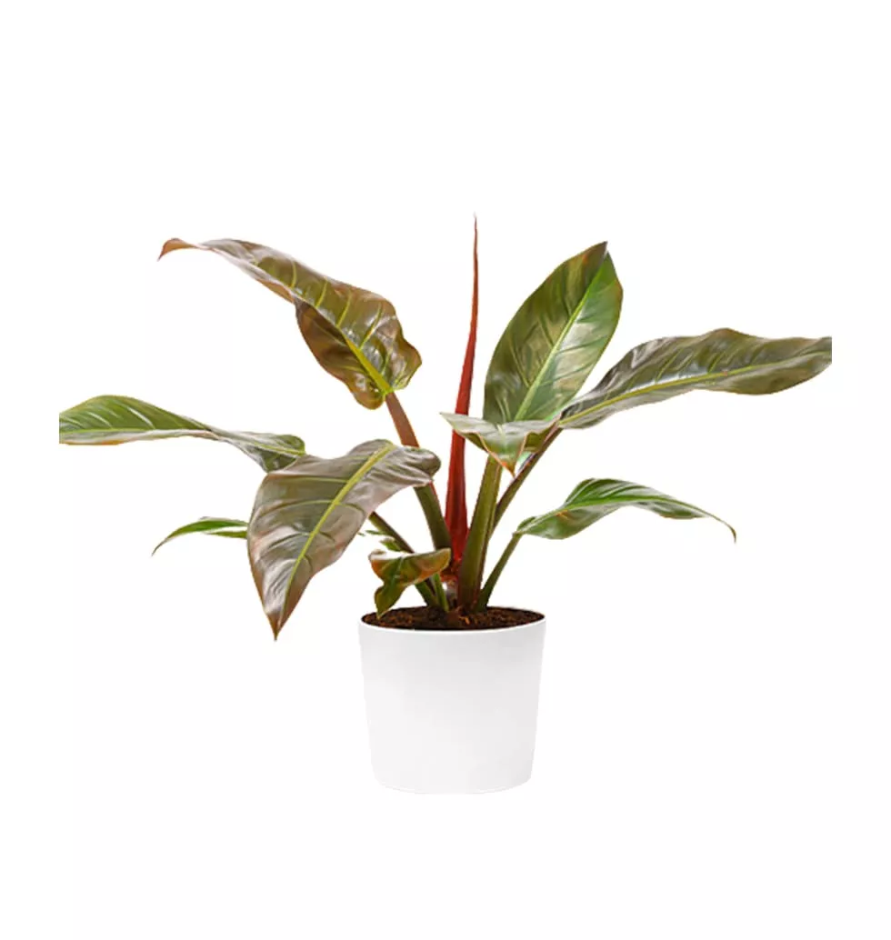 Lush Green Philodendron