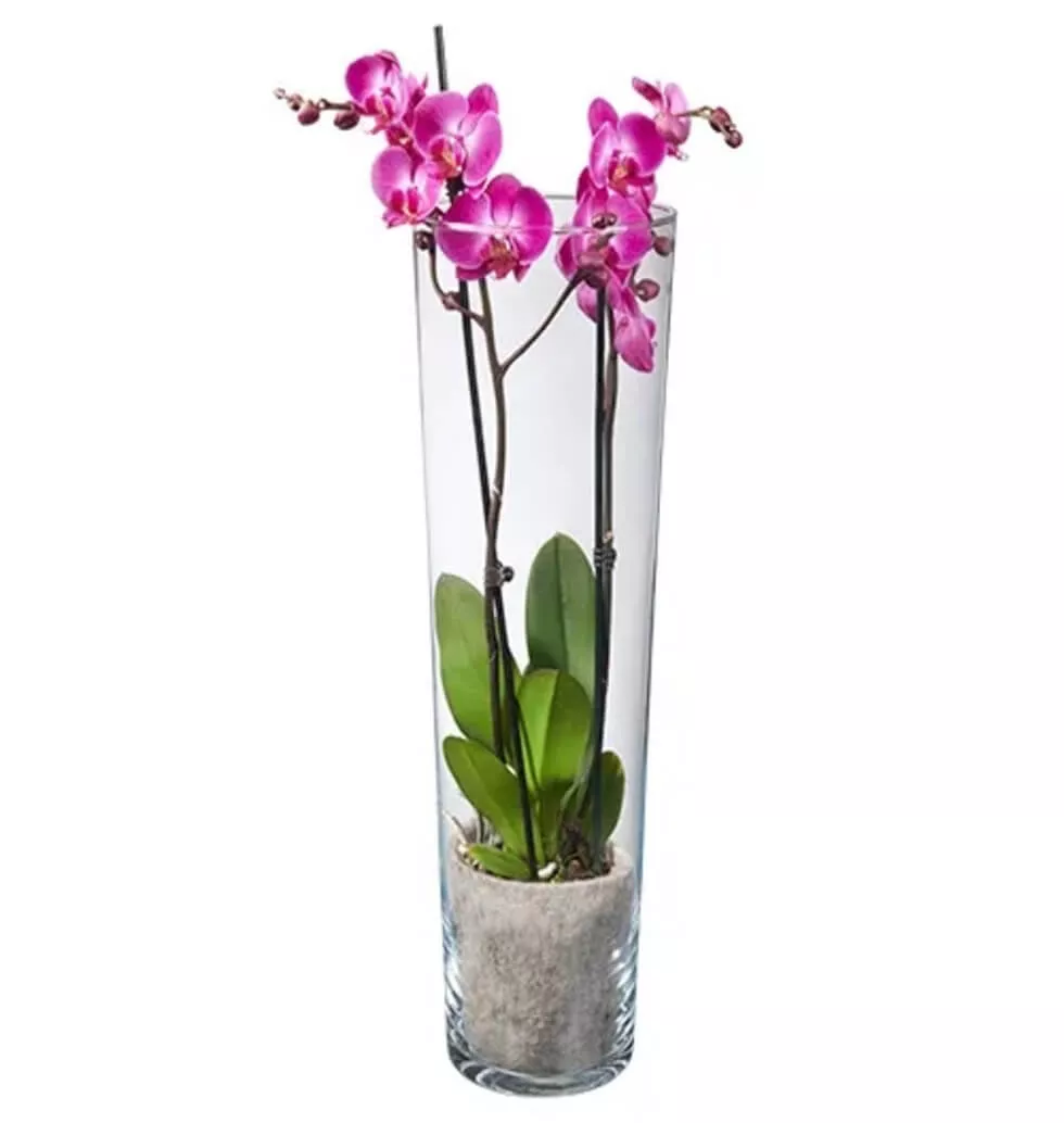 Pink Orchid Arrangement