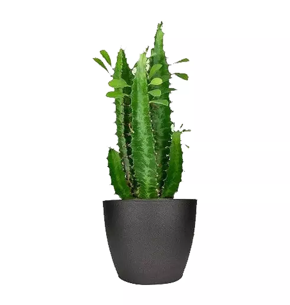 Euphorbia Cactus Plant Gift
