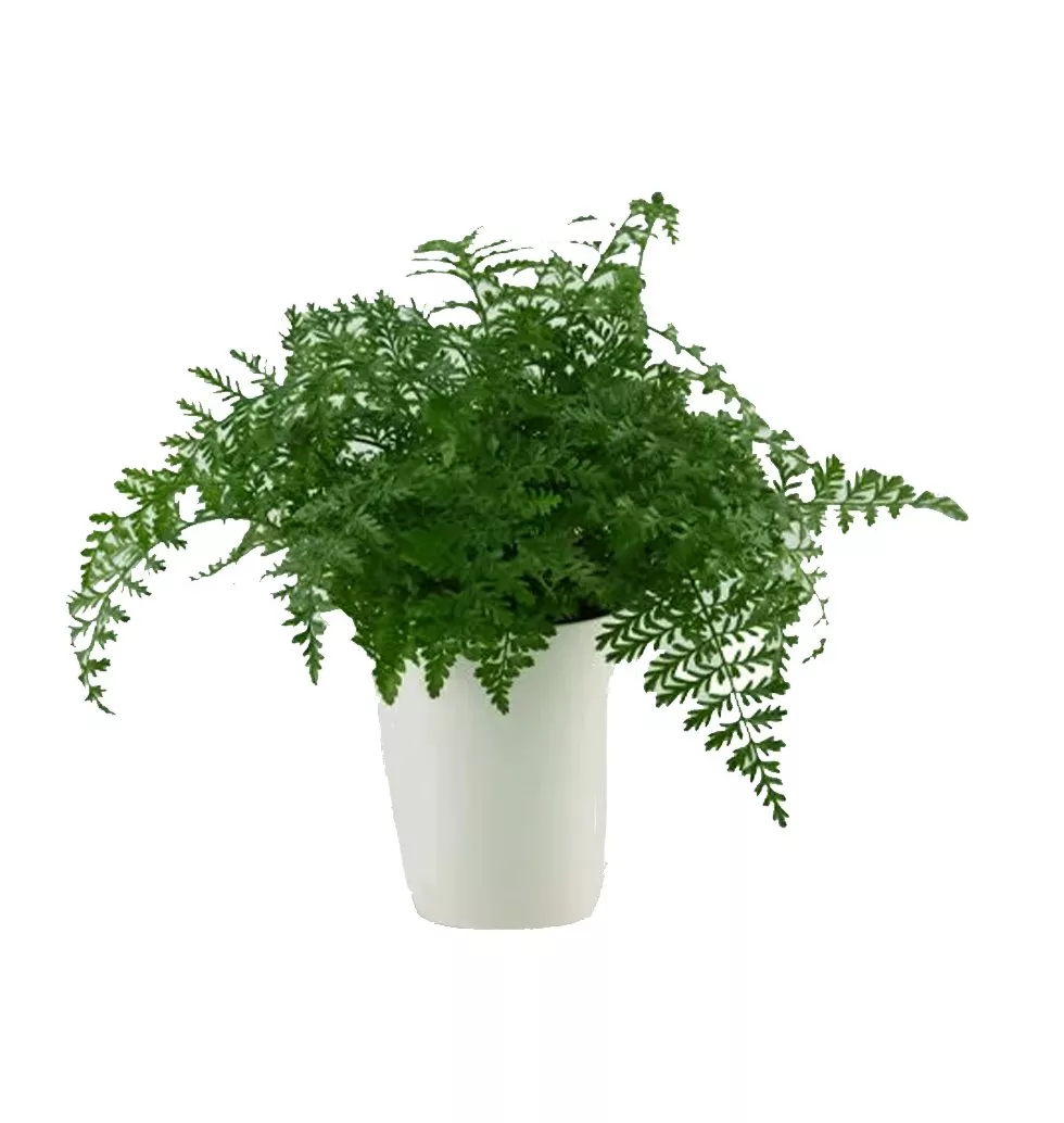 Striped Fern Plant Gift Set