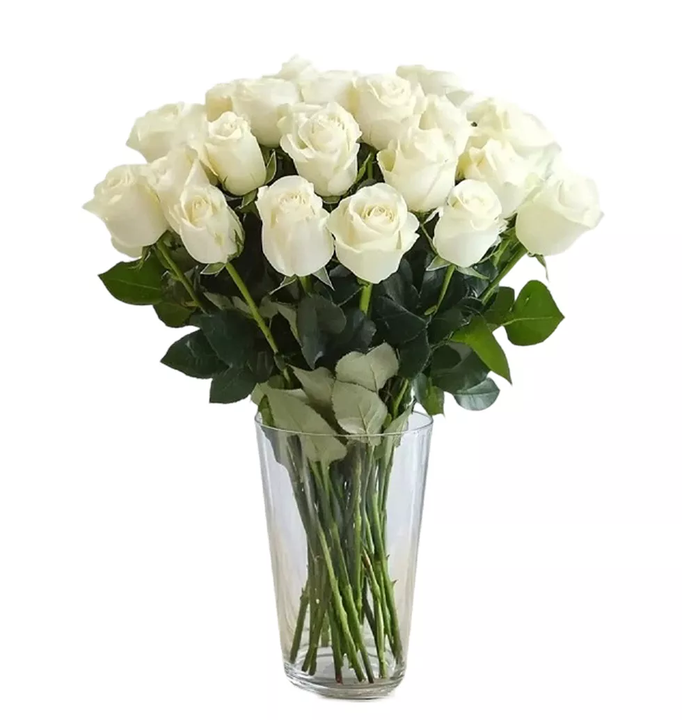 Fabulous 24 White Rose