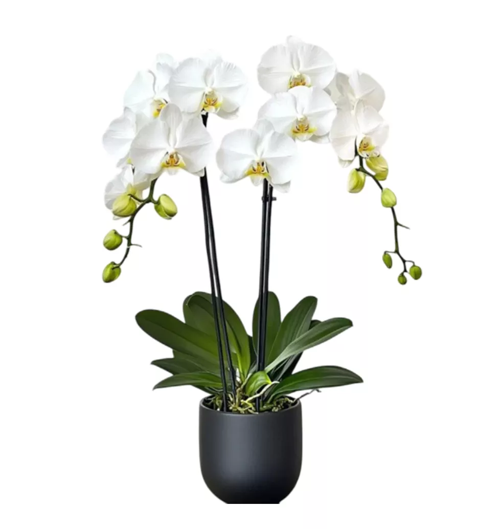 Serene White Orchid