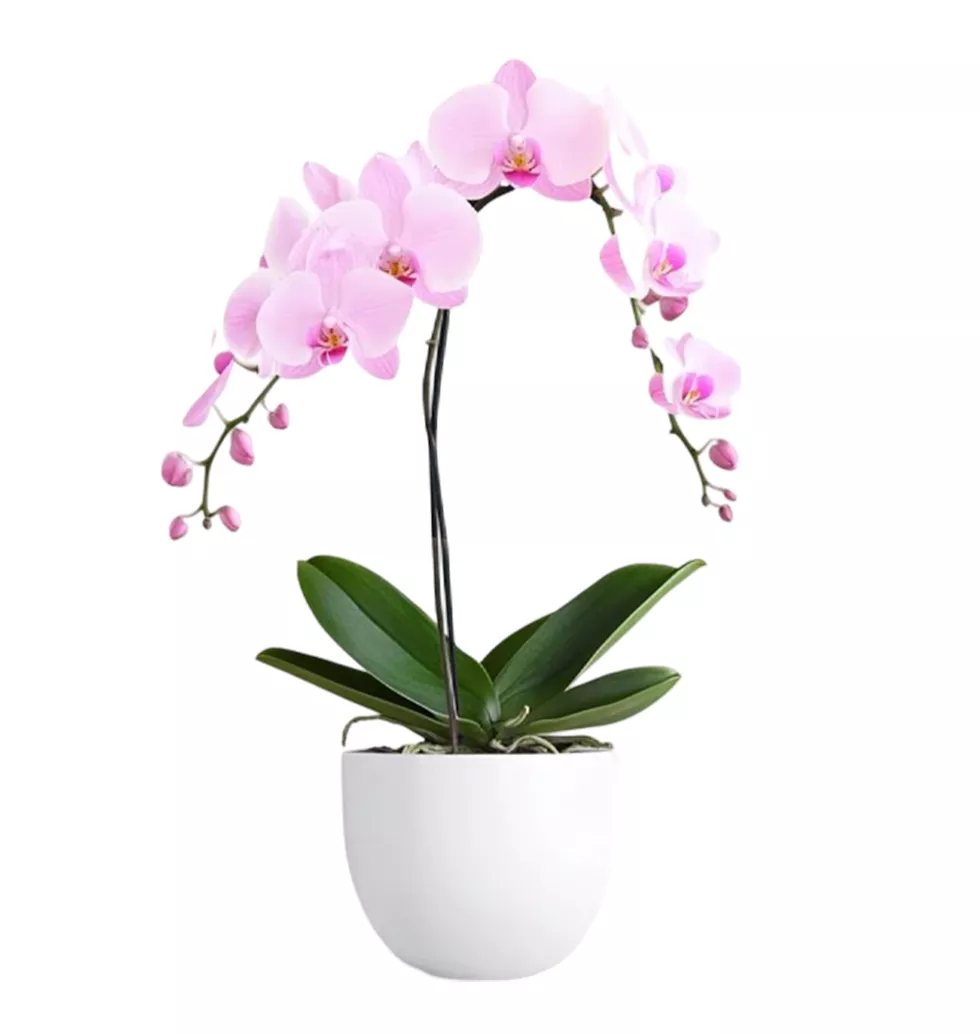 Rich Orchid Arch