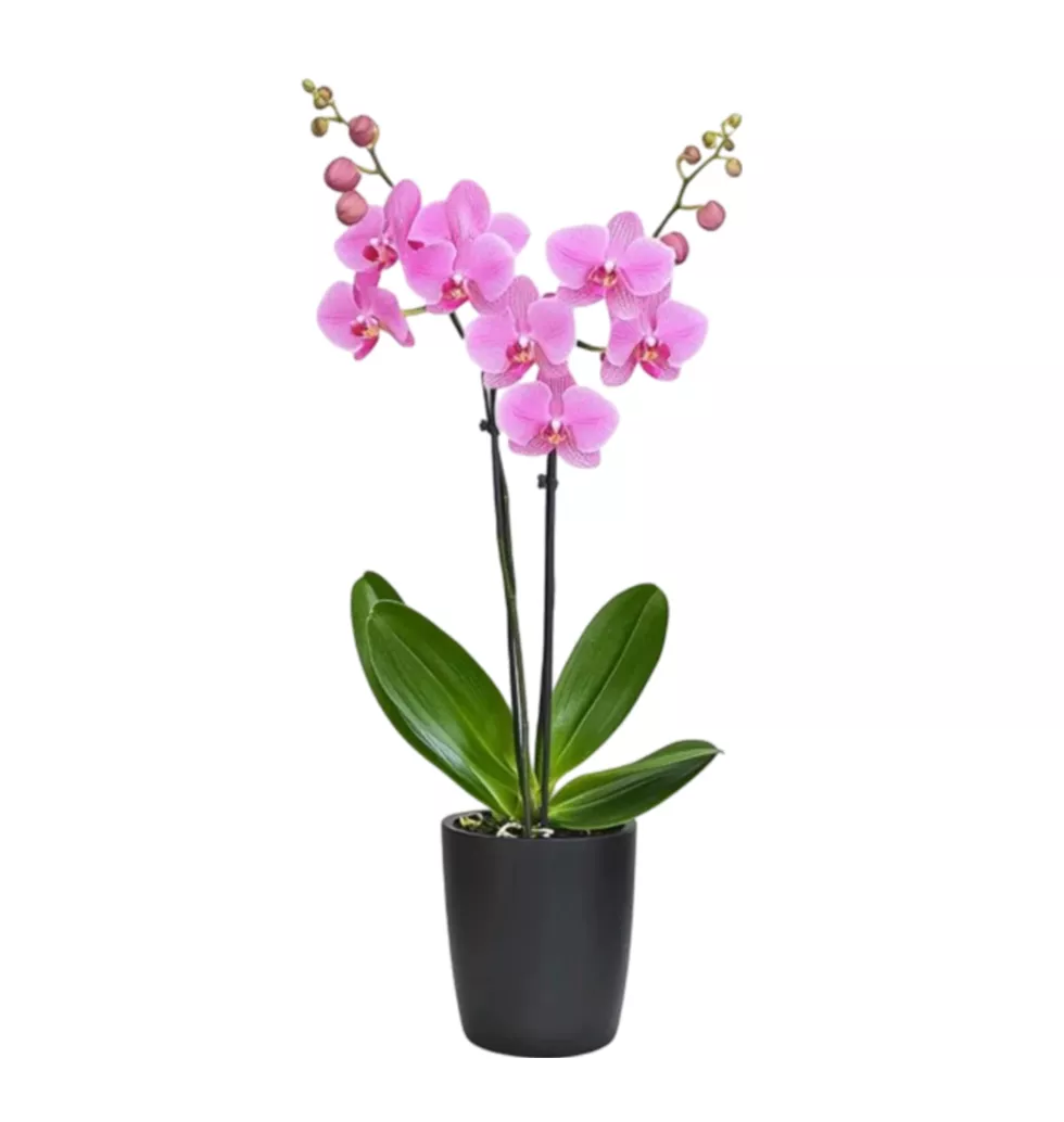 Lovely Pink Orchid Arrangement