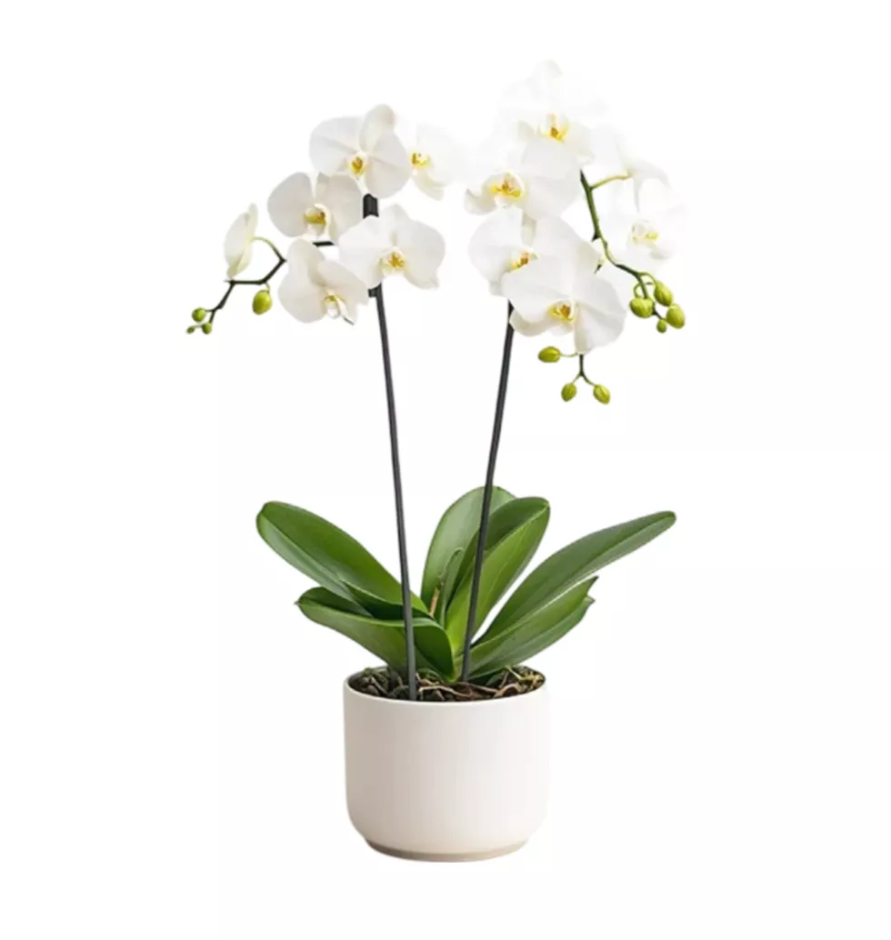 Delightful white orchids Arrangement